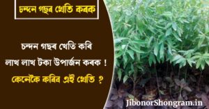 চন্দন গছৰ খেতি